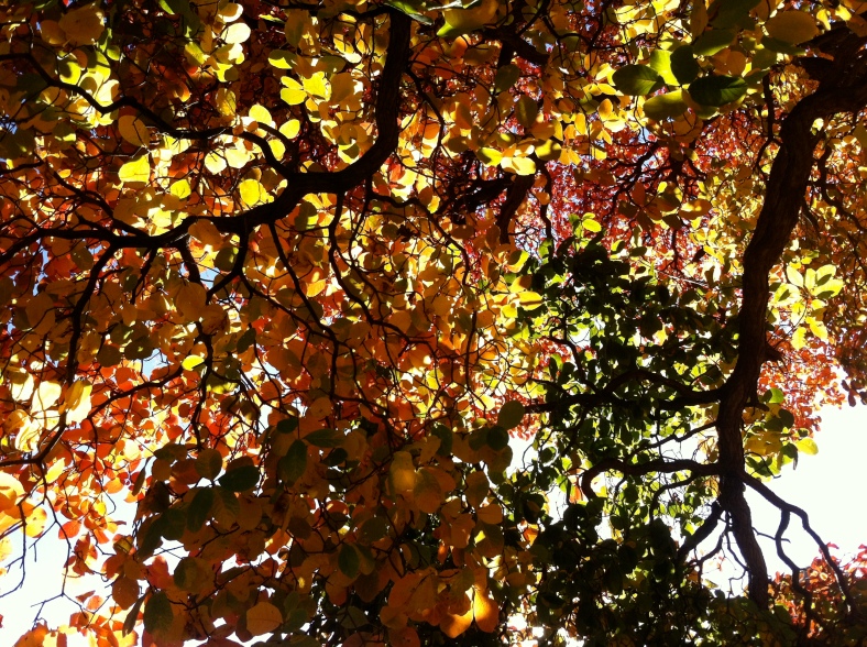 Autumn light through the leaves at Kew gardens